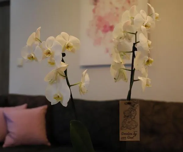 Deluxe Andreas * לימנריה